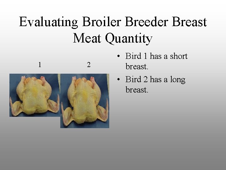 Evaluating Broiler Breeder Breast Meat Quantity 1 2 • Bird 1 has a short