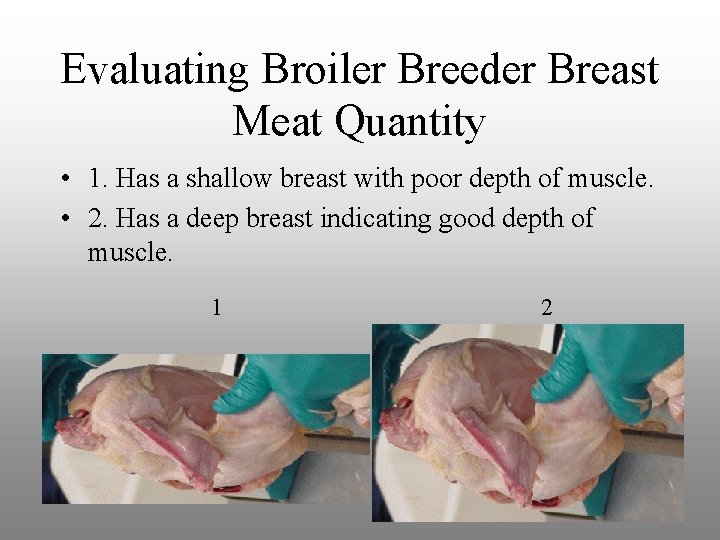 Evaluating Broiler Breeder Breast Meat Quantity • 1. Has a shallow breast with poor