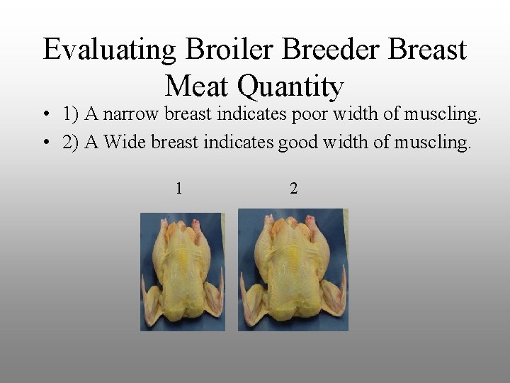 Evaluating Broiler Breeder Breast Meat Quantity • 1) A narrow breast indicates poor width