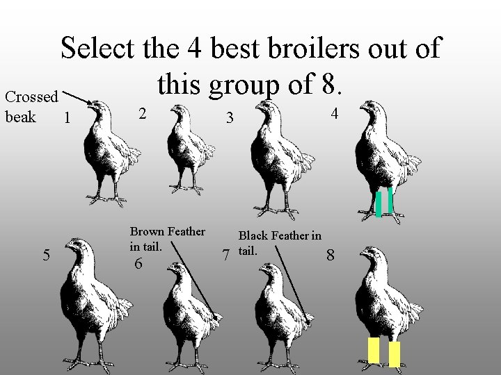 Select the 4 best broilers out of this group of 8. Crossed beak 1