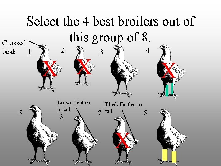 Select the 4 best broilers out of this group of 8. Crossed beak 1