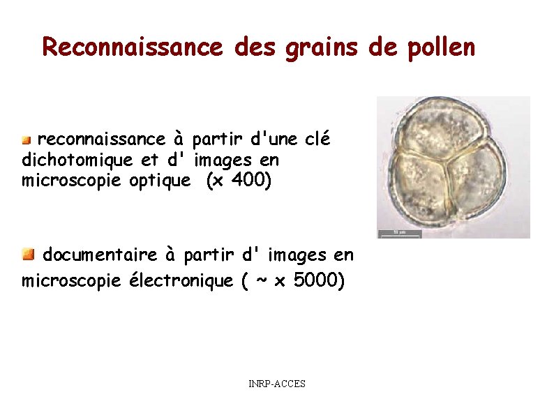Reconnaissance des grains de pollen reconnaissance à partir d'une clé dichotomique et d' images