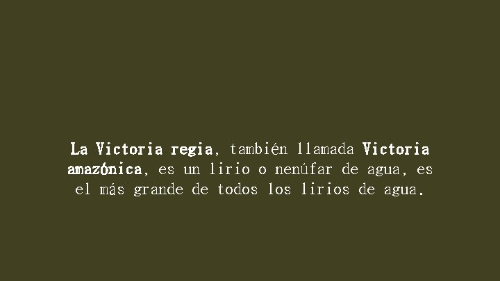 La Victoria regia, también llamada Victoria amazónica, es un lirio o nenúfar de agua,