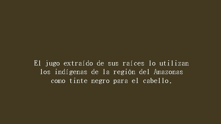 El jugo extraído de sus raíces lo utilizan los indígenas de la región del