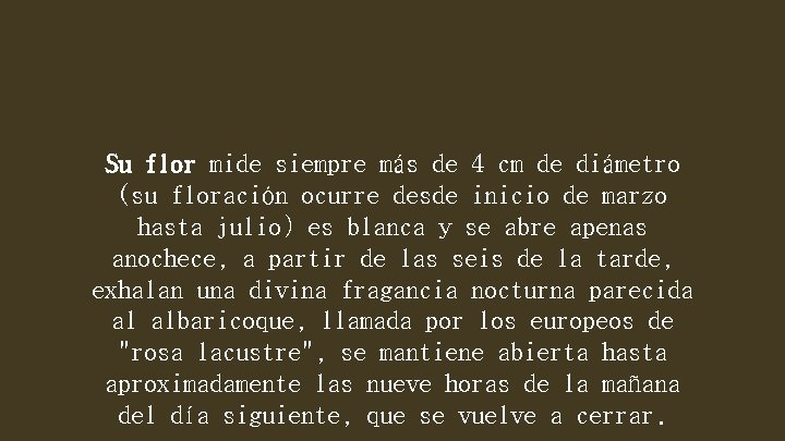 Su flor mide siempre más de 4 cm de diámetro (su floración ocurre desde