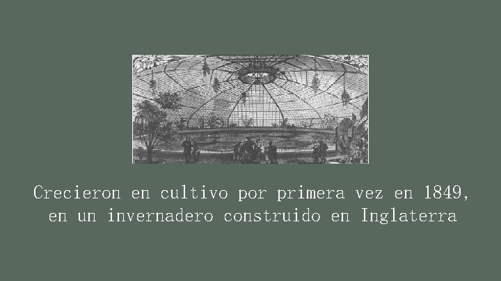 Crecieron en cultivo por primera vez en 1849, en un invernadero construido en Inglaterra