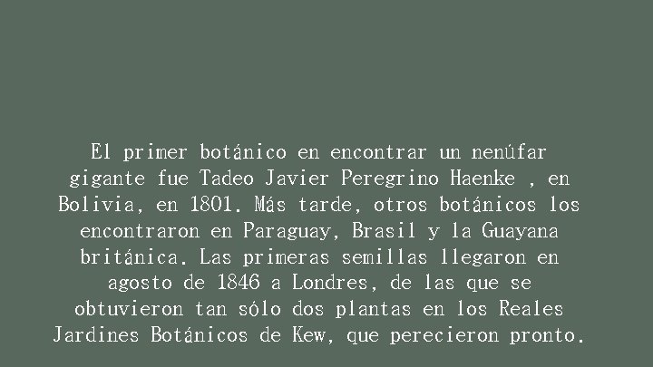 El primer botánico en encontrar un nenúfar gigante fue Tadeo Javier Peregrino Haenke ,