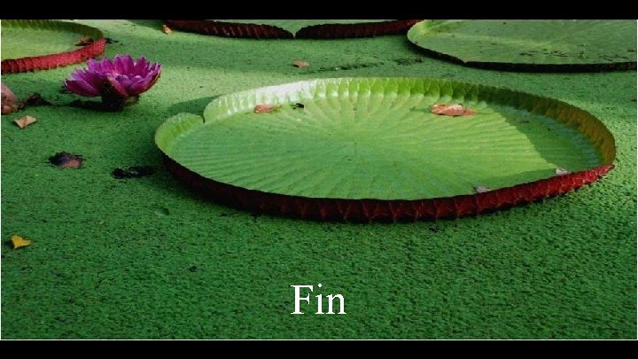 Fin 