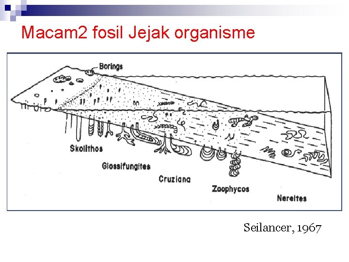 Macam 2 fosil Jejak organisme Seilancer, 1967 