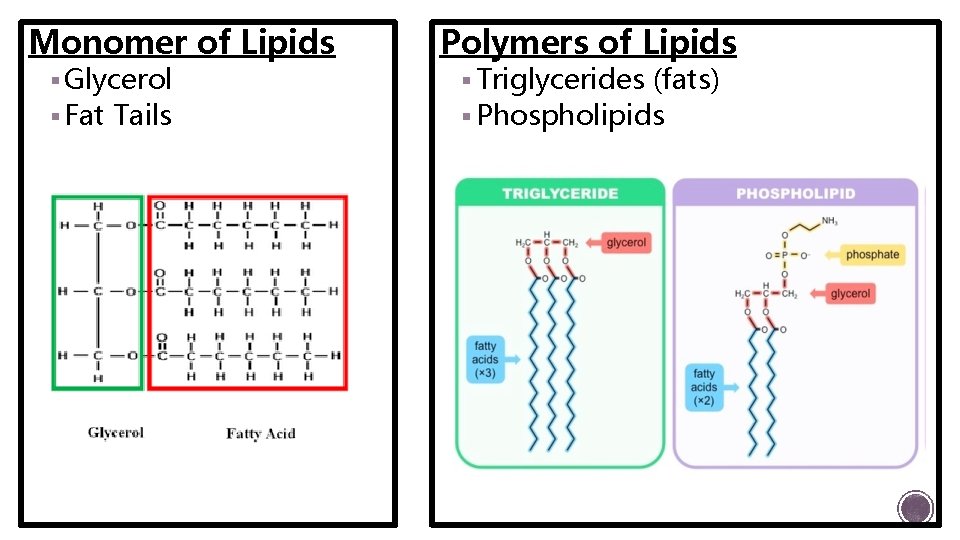 Monomer of Lipids § Glycerol § Fat Tails Polymers of Lipids § Triglycerides (fats)