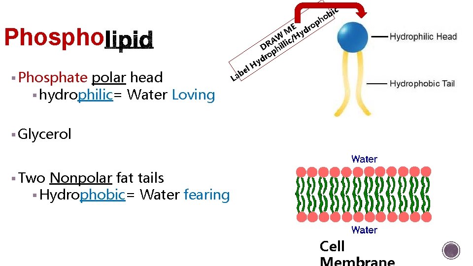 E M yd H AW lic/ R D hil op r yd Phospho §