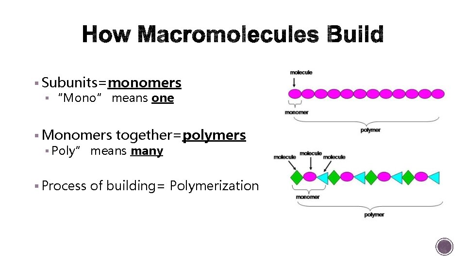 § Subunits=monomers § “Mono” means one § Monomers together=polymers § Poly” means many §