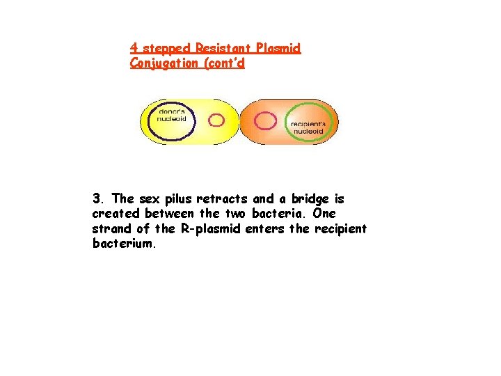 4 stepped Resistant Plasmid Conjugation (cont’d 3. The sex pilus retracts and a bridge