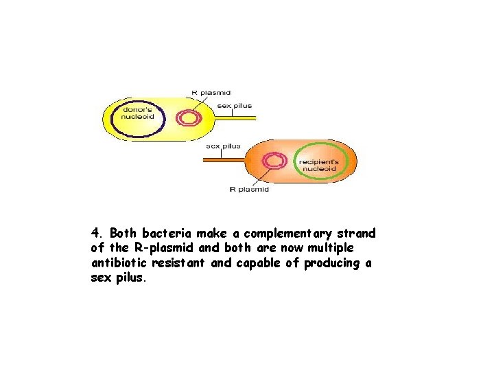 4. Both bacteria make a complementary strand of the R-plasmid and both are now