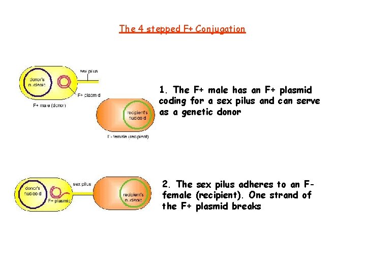 The 4 stepped F+ Conjugation 1. The F+ male has an F+ plasmid coding