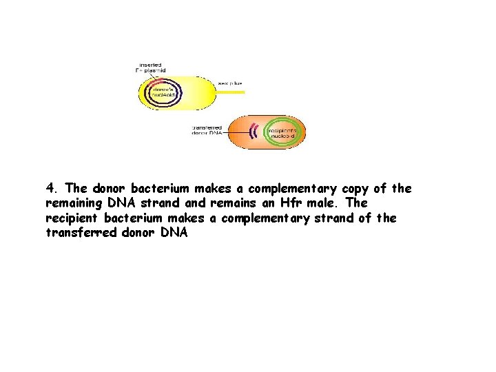 4. The donor bacterium makes a complementary copy of the remaining DNA strand remains