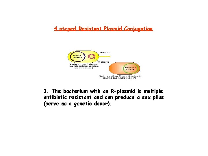 4 steped Resistant Plasmid Conjugation 1. The bacterium with an R-plasmid is multiple antibiotic