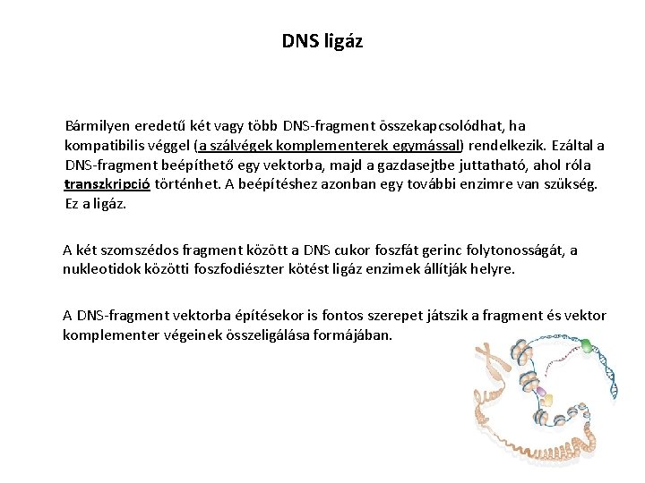 DNS ligáz Bármilyen eredetű két vagy több DNS-fragment összekapcsolódhat, ha kompatibilis véggel (a szálvégek