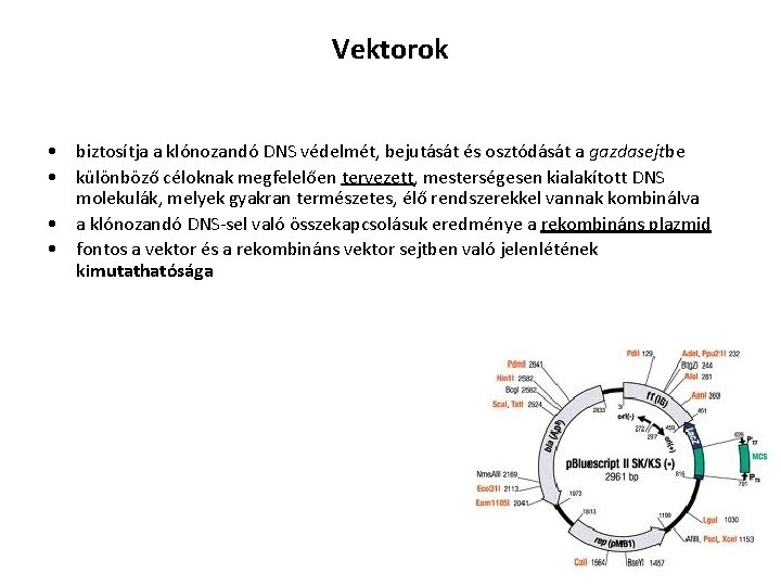 Vektorok • biztosítja a klónozandó DNS védelmét, bejutását és osztódását a gazdasejtbe • különböző