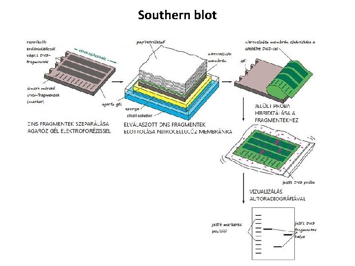 Southern blot 