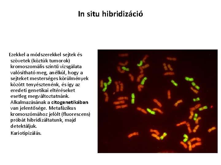 In situ hibridizáció Ezekkel a módszerekkel sejtek és szövetek (köztük tumorok) kromoszomális szintű vizsgálata