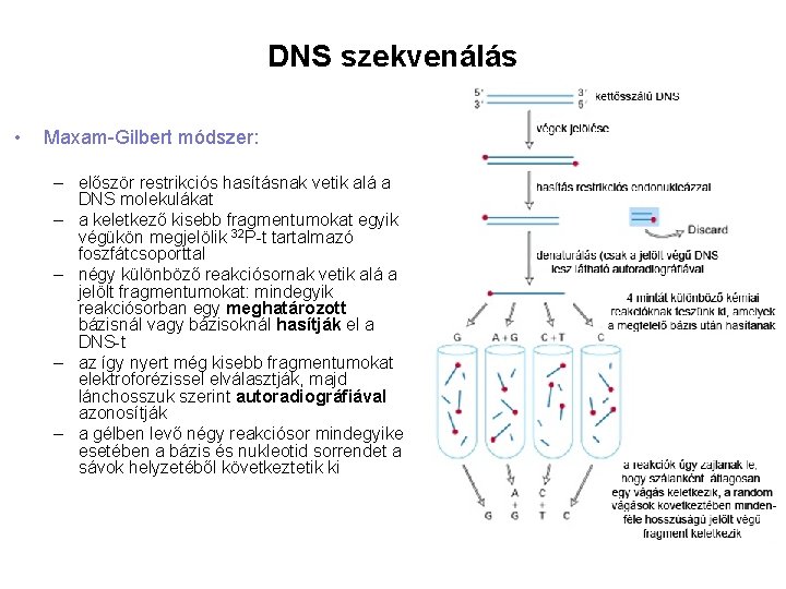 DNS szekvenálás • Maxam-Gilbert módszer: – először restrikciós hasításnak vetik alá a DNS molekulákat