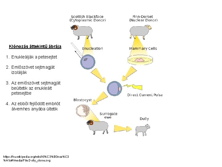 Klónozás áttekintű ábrája 1. Enukleálják a petesejtet 2. Emlőszövet sejtmagját izolálják 3. Az emlőszövet