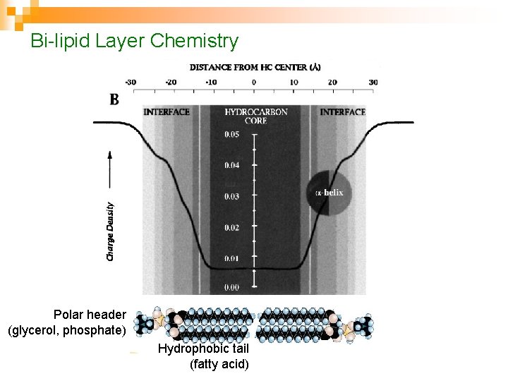 Bi-lipid Layer Chemistry Polar header (glycerol, phosphate) Hydrophobic tail (fatty acid) 