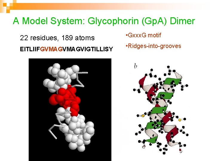 A Model System: Glycophorin (Gp. A) Dimer 22 residues, 189 atoms EITLIIFGVMAGVIGTILLISY • Gxxx.