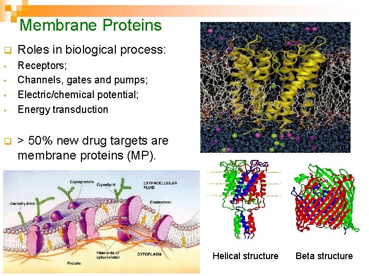 Membrane Proteins q Roles in biological process: • Receptors; Channels, gates and pumps; Electric/chemical