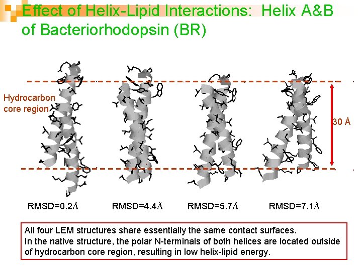 Effect of Helix-Lipid Interactions: Helix A&B of Bacteriorhodopsin (BR) Hydrocarbon core region 30 Å