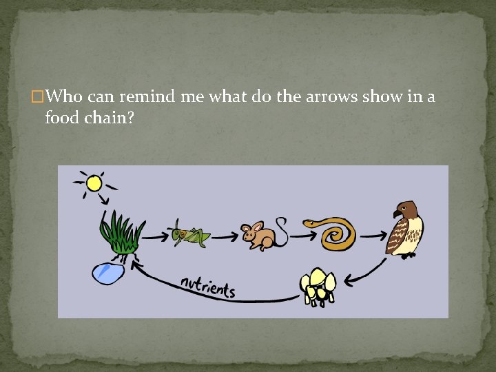 �Who can remind me what do the arrows show in a food chain? 