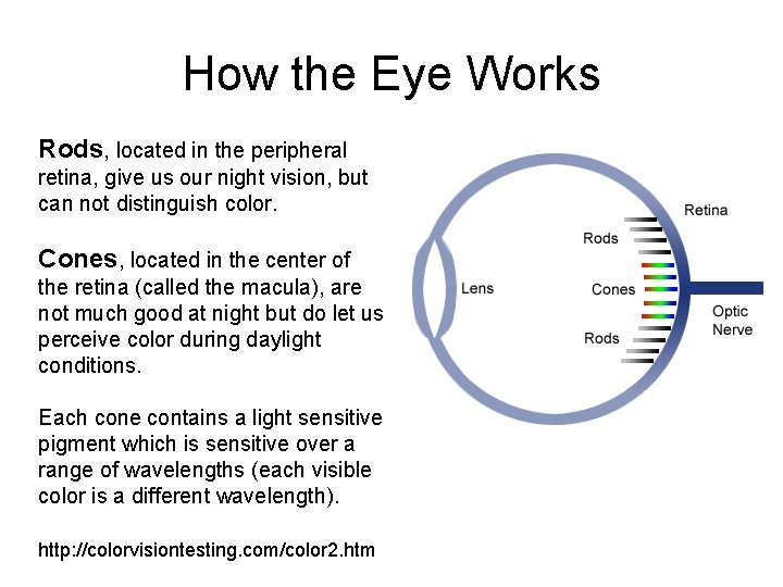 How the Eye Works Rods, located in the peripheral retina, give us our night