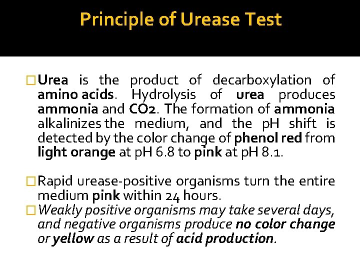 Principle of Urease Test �Urea is the product of decarboxylation of amino acids. Hydrolysis