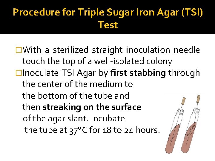 Procedure for Triple Sugar Iron Agar (TSI) Test �With a sterilized straight inoculation needle