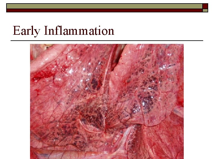 Early Inflammation 
