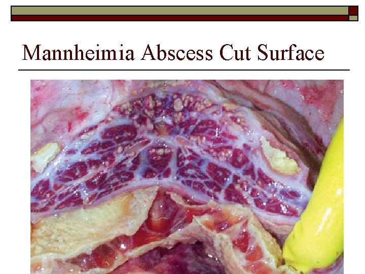 Mannheimia Abscess Cut Surface 