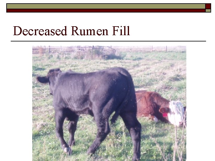 Decreased Rumen Fill 