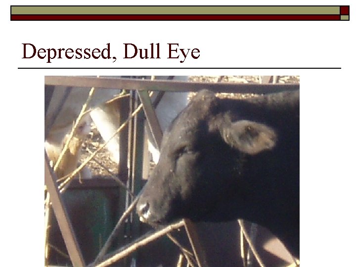 Depressed, Dull Eye 