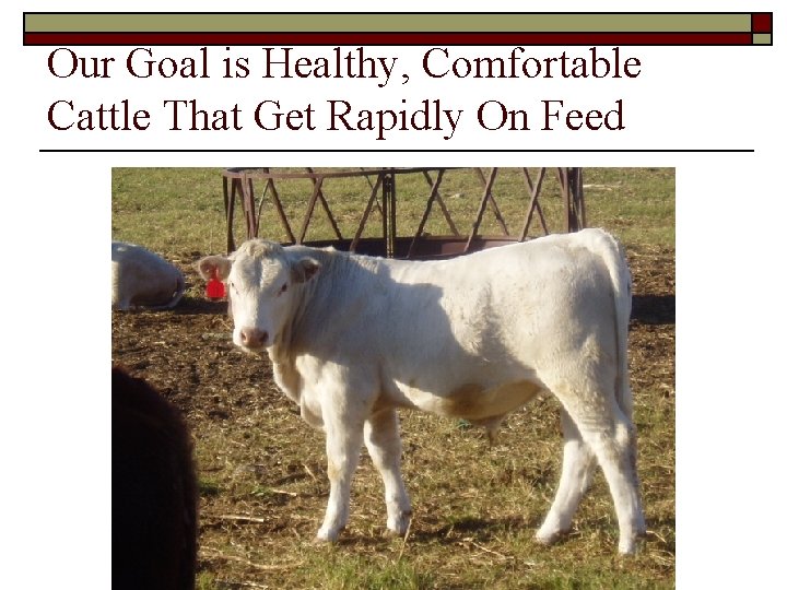 Our Goal is Healthy, Comfortable Cattle That Get Rapidly On Feed 