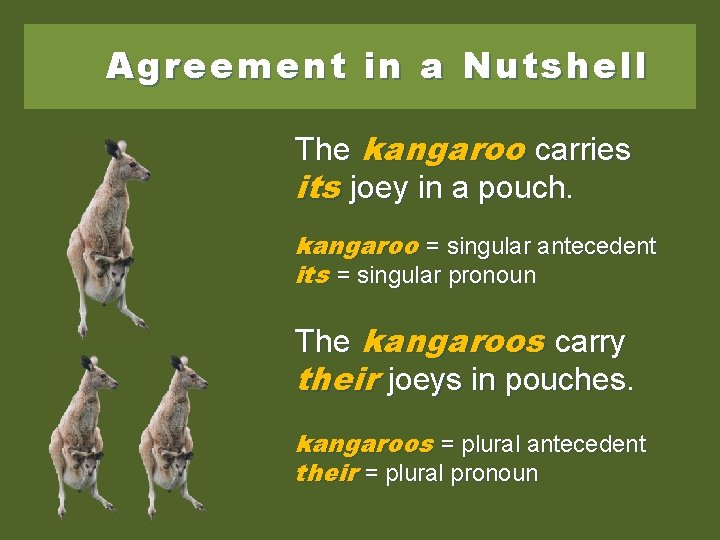 Agreement in a Nutshell The kangaroo carries its joey in a pouch. kangaroo =