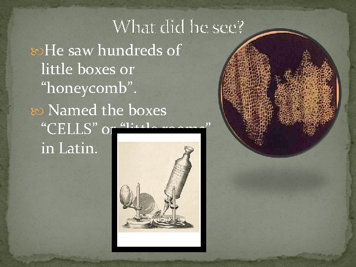 What did he see? He saw hundreds of little boxes or “honeycomb”. Named the