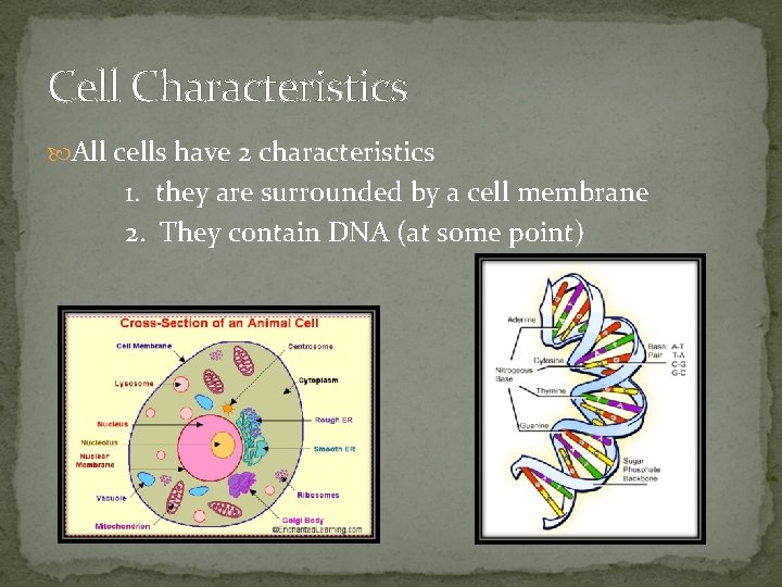 Cell Characteristics All cells have 2 characteristics 1. they are surrounded by a cell
