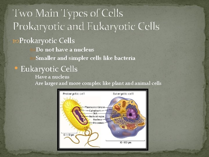 Two Main Types of Cells Prokaryotic and Eukaryotic Cells Prokaryotic Cells Do not have