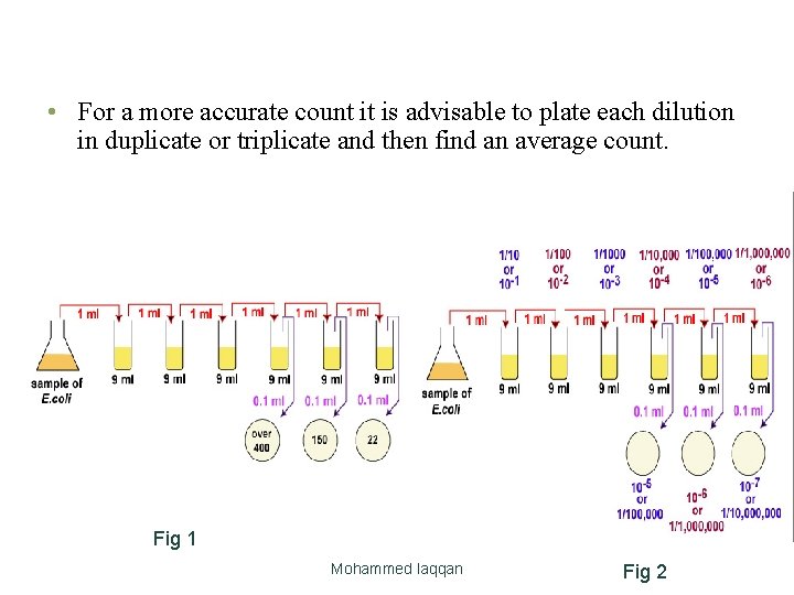  • For a more accurate count it is advisable to plate each dilution