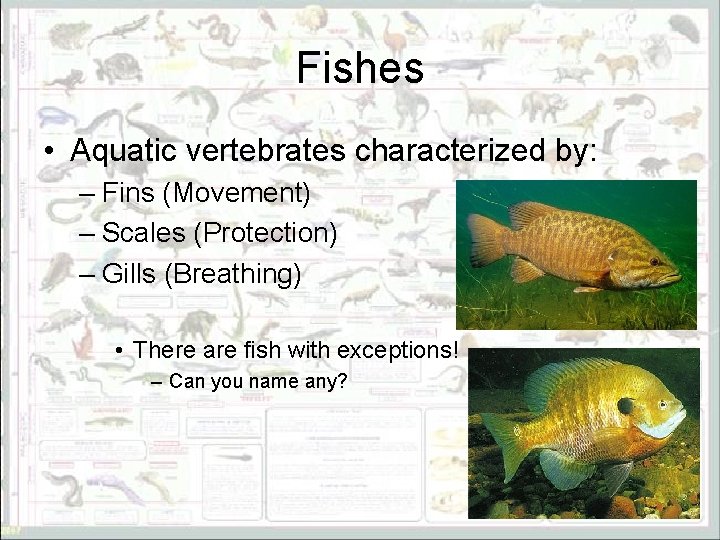 Fishes • Aquatic vertebrates characterized by: – Fins (Movement) – Scales (Protection) – Gills