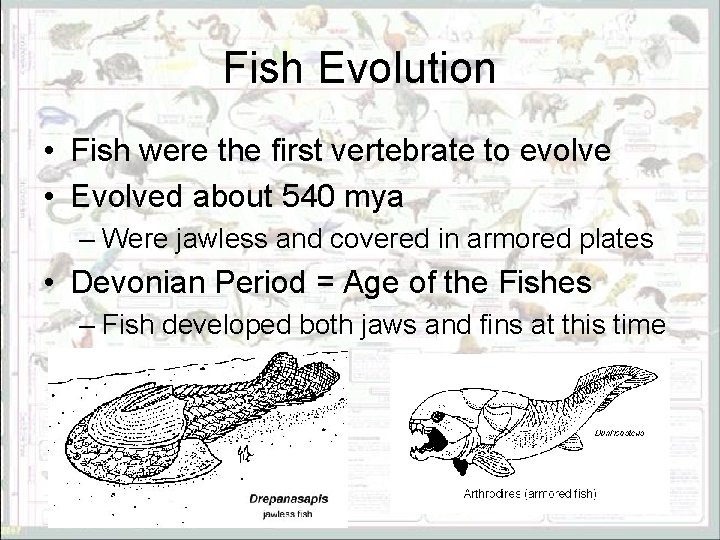 Fish Evolution • Fish were the first vertebrate to evolve • Evolved about 540