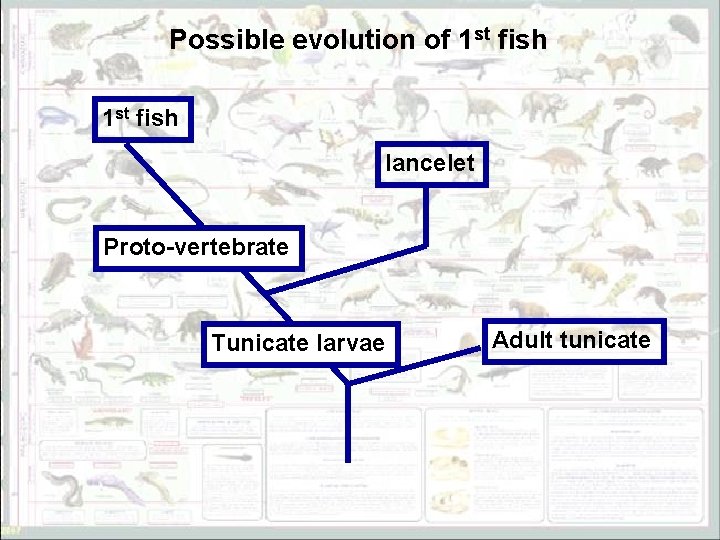 Possible evolution of 1 st fish lancelet Proto-vertebrate Tunicate larvae Adult tunicate 