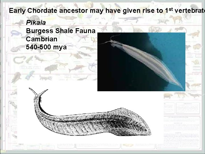 Early Chordate ancestor may have given rise to 1 st vertebrate Pikaia Burgess Shale