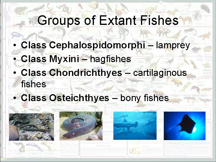 Groups of Extant Fishes • Class Cephalospidomorphi – lamprey • Class Myxini – hagfishes